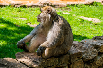 Macaque de Barbarie.