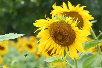 Naklejka premium beautiful morning in nature, sunflower blooming in garden
