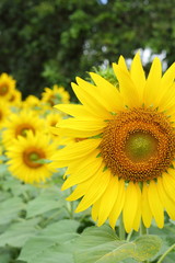 Obraz premium beautiful spring flower, sunflower blossom blooming in garden