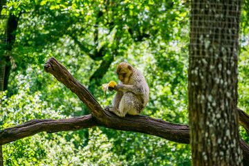Macaque de Barbarie.