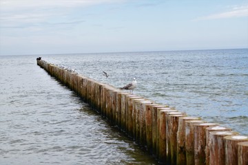 Gaviota en la playa del mar del norte. Marea baja