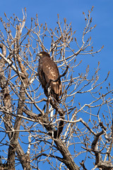 Immature Bald Eagle