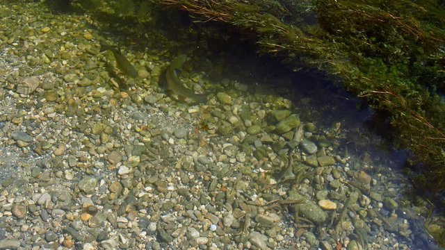 Freshwater fish in clear water stream