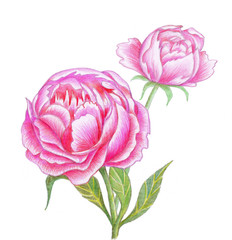Pink flowers, plants, coloring pencils art.