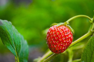  Ripe strawberry
