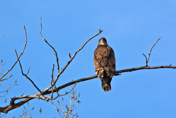 Immature Bald Eagle