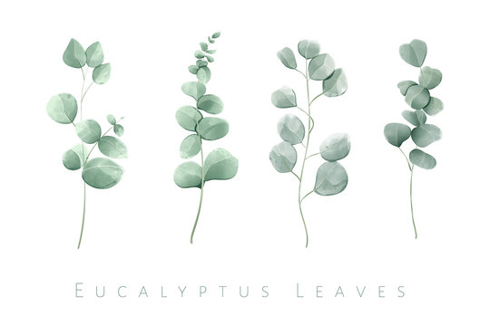 Watercolor isolated eucalyptus leaves in set of 4 branches.