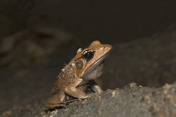 Bronze frog, Silent Valley National Park, Kerala, India
