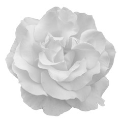white rose isolated on background
