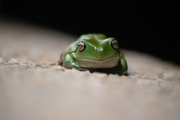 Green Tree Frog  Macro