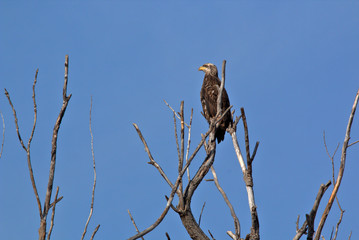 Immature Bald Eagle