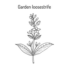 Yellow or garden loosestrife Lysimachia vulgaris , medicinal plant