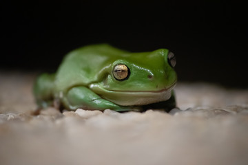 Green Tree Frog  Macro