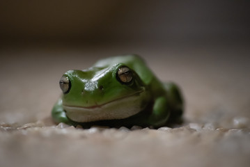 Green Tree Frog  Macro