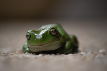 Macro smiling Green Tree Frog sitting on the patio at night
