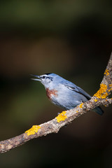 Cute little bird. Autumn nature background. Bird: Krupers Nuthatch. Sitta krueperi.