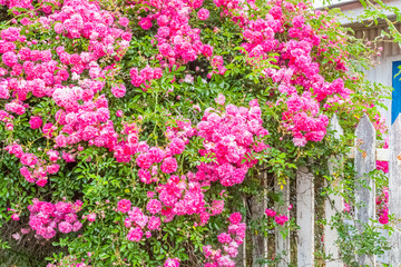 flowers in the garden, pink roses