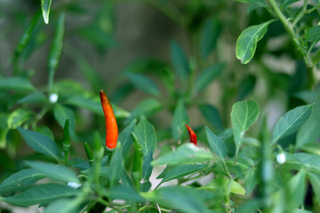 Fresh red and green color of chilli on tree in a vegetable garden.