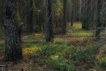 edge of a coniferous forest on a summer evening