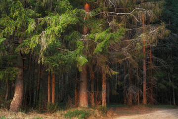 edge of a coniferous forest on a summer evening