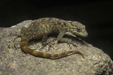 Dwarf gecko, Female Cnemaspis sp, Gekkonidae, Wildlife sanctuary, Kerala. India