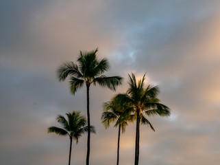 Fototapeta na wymiar Morning light touches the sky and the tall coconut palm trees in this scene of sunrise on Kauai, Hawaii