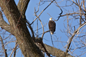 Adult Bald Eagle