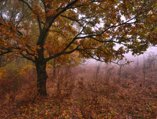 autumn forest. foggy morning in the fairy forest. picturesque morning