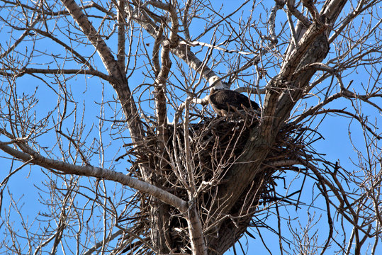 Bald Eagle perched becide their nest