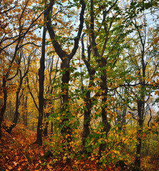 Fototapeta premium autumn forest. foggy morning in the fairy forest. picturesque morning