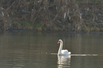 コブハクチョウ