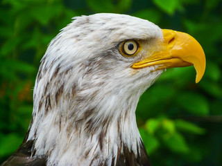American bald eagle, close up profile