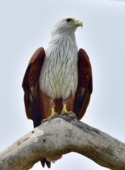 Brahminy Kite on the tree. The brahminy kite (Haliastur indus), also known as the red-backed sea-eagle. Sri Lanka