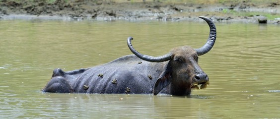 Obraz premium Water Buffalo and frogs. / Refreshment of Water buffalo. Male water buffalo bathing in the pond in Sri Lanka. The Sri Lanka wild water buffalo (Bubalus arnee migona),