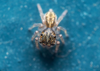 Macro Photo of Tiny Jumping Spider Isolated on Blue Floor