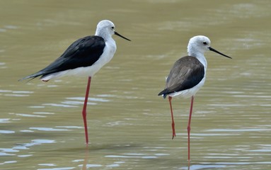 Black-winged stilt - Himantopus Himantopus in the pond.
