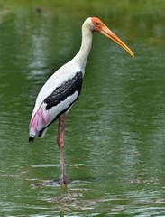 Painted stork in green water pond. The painted stork (Mycteria leucocephala) is a large wader in the stork family. Sri Lanka.