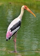 Fototapeta premium Painted stork in green water pond. The painted stork (Mycteria leucocephala) is a large wader in the stork family. Sri Lanka.
