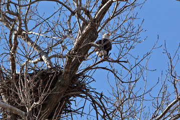 Bald Eagle perched becide their nest
