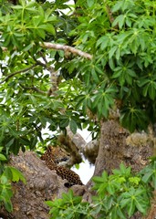 Fototapeta na wymiar Leopard on a tree. The Sri Lankan leopard (Panthera pardus kotiya)