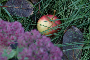 Fallen apple on the ground