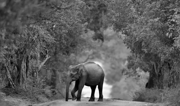 Sri lankan elephant on the road. Sri Lankan elephant (Elephas maximus maximus). Black and white photo