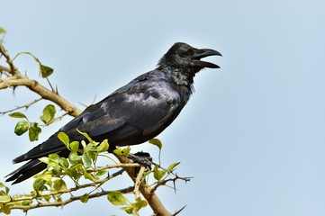 Cawing crow.The Indian jungle crow (Corvus culminatus) on the branch. Blue sky background