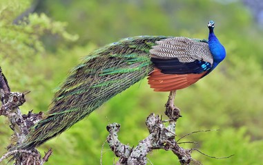 Peacock on the tree. Portrait of beautiful peacock with feathers out. The Indian peafowl or blue...