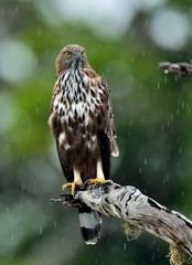 Predator bird on the tree. The changeable hawk-eagle or crested hawk-eagle (Nisaetus cirrhatus)