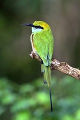 Bee-eater on the branch. Natural green background.The Green Bee-eater/ Merops orientalis, (sometimes Little Green Bee-eater).  Sri Lanka