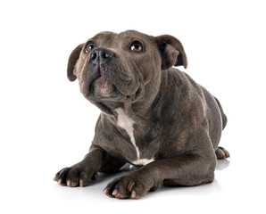 Obraz premium staffordshire bull terrier