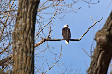 Adult Bald Eagle
