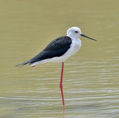 Black-winged stilt - Himantopus Himantopus in the pond. Sri Lanka. Yala National Park