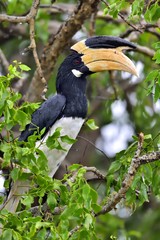 The Malabar pied hornbill (Anthracoceros coronatus), also known as lesser pied hornbill
